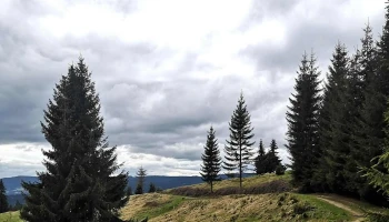 Bilbor Chalet - Răchitiş