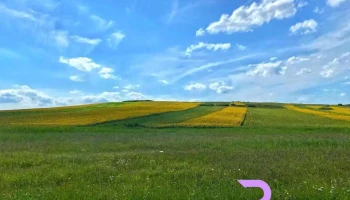 Buznea - Buznea
