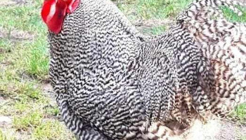 Grădina - Grădina