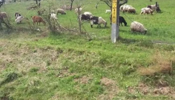 Horgești - Horgești