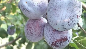 Livada Bunicii - Găiseni 087085