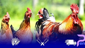 Mihălcenii - Mihălceni