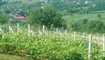 Poiana - Poiana