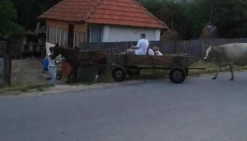 Sisești - Sisești