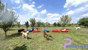 Tina's Pet Paradise - Ciorogârla 077055