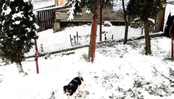 Văleni - Văleni
