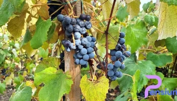 Zlătunoaia - Zlătunoaia