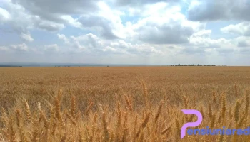 Țepu - Țepu