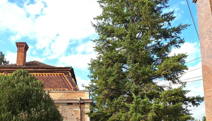 Asezamant Cultural Oras Pancota Număr - Pâncota