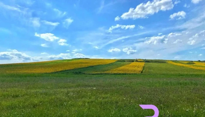 Buznea - Buznea