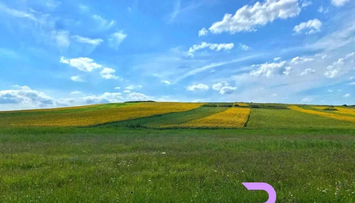 Buznea -  Site Web - Buznea
