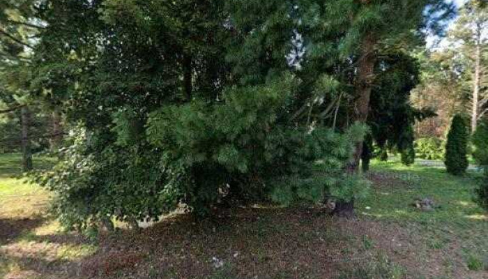 Cabana Pischia 2 -  Street View Si 360deg - Pișchia