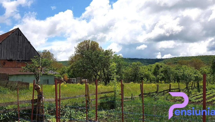 Capusu Mare Prețuri - Căpușu Mare