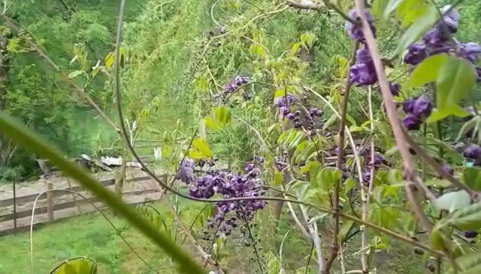 Casa Alina -  Cele Mai Recente - Soveja
