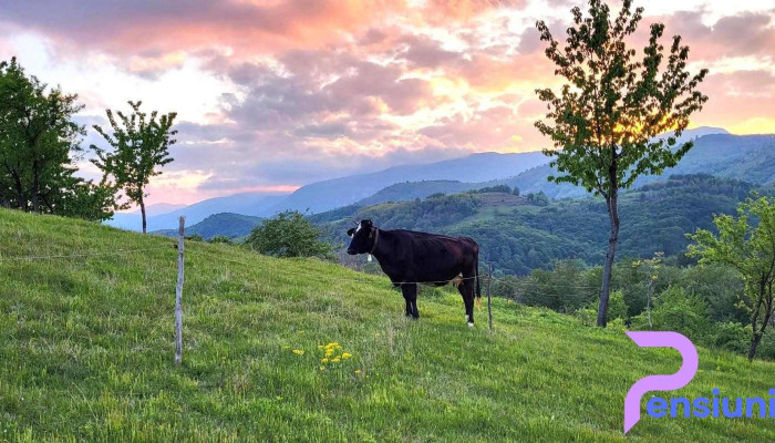 Casuta Bunicilor Isverna Cele Mai Recente - Isverna