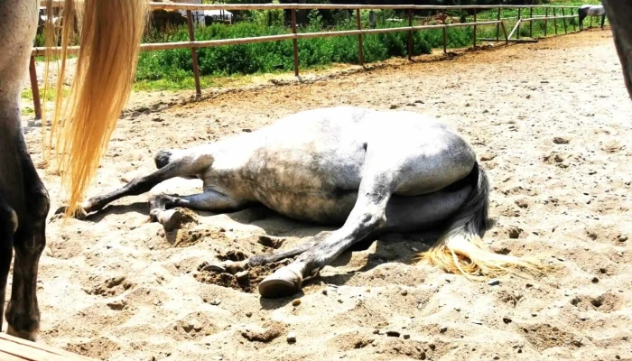 Centrul Hipic Epona Horse Land -  Comentarii - Bobiceşti