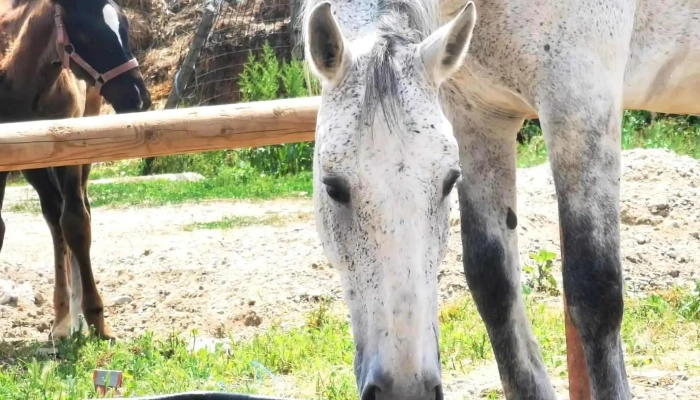 Centrul Hipic Epona Horse Land -  Telefon - Bobiceşti