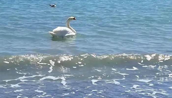 Cherhana Puius Restaurant Cele Mai Recente - Mangalia