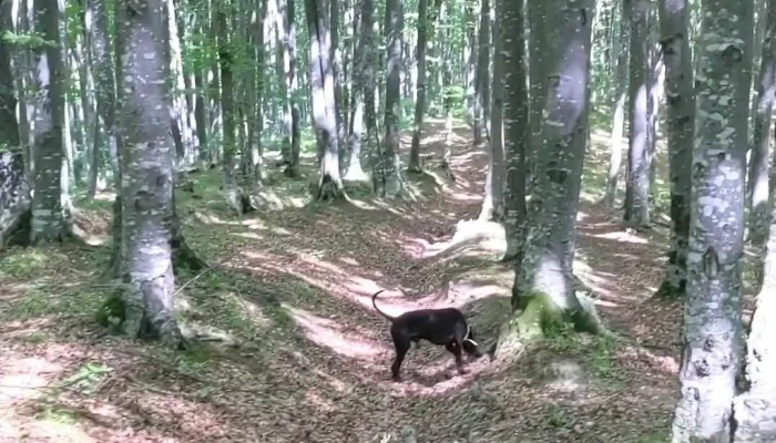 Comuna Dobarlau Videoclipuri - Romania