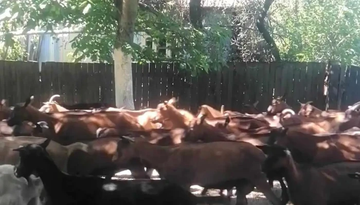 Comuna Filipesti Videoclipuri - Romania
