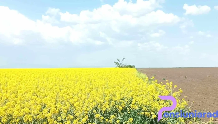 Comuna Florica -  Videoclipuri - Romania