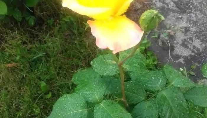 Comuna Tufeni - Romania