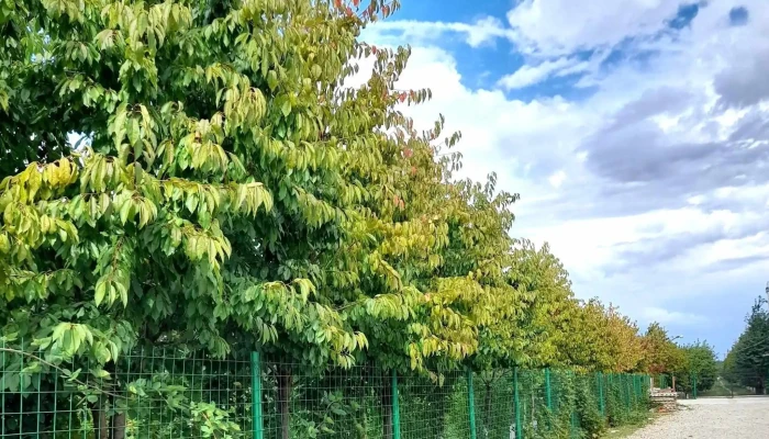 Ferma Tudor -    Mure Si Zmeura Fotografii - Vernești