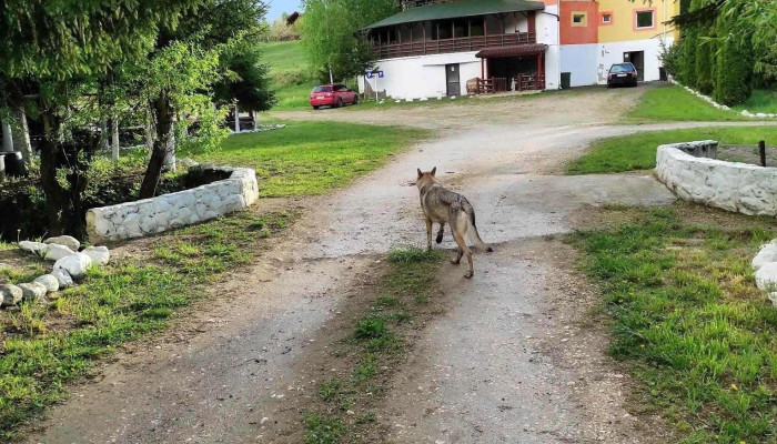 Hanul Lupilor Wolves Inn Site Web - Râșnov