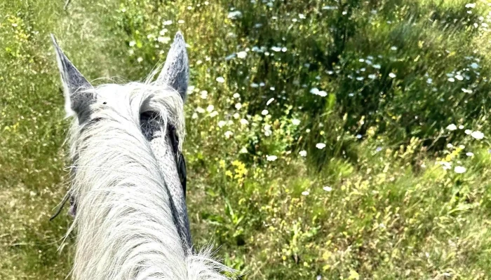 Husar Slanic Riding Centre Zonă - Slănic