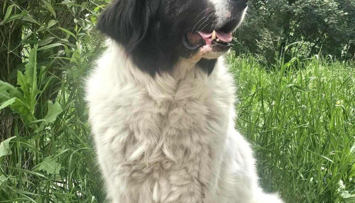Julieta Pătrățelului cu Sălcioare și Potăi🐾 - Ciolpani 077050