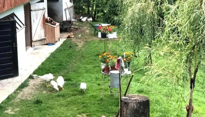 Livada Țăranilor - Dolheștii Mici 727181