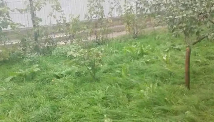 Nănești - Nănești