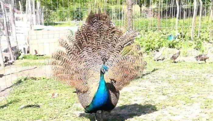 Pasari Rona de sus - Rona De Sus