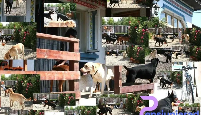 Pensiune Canină - Strada Independenţei