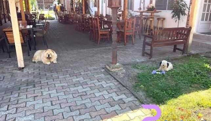 Pensiune Sachsenhof - Băgaciu