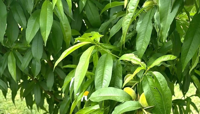 Pensiunea Columna -  Scor - Adamclisi