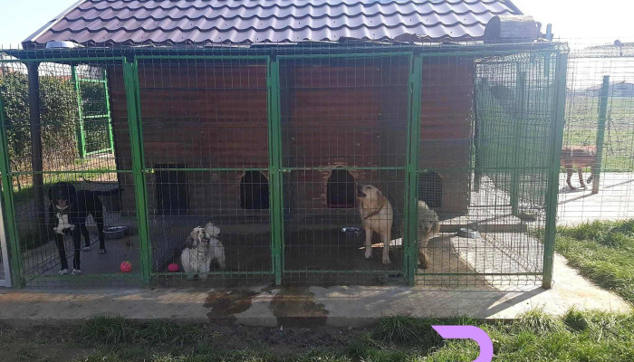 Pensiunea Happy Dog Santandrei - Sîntandrei
