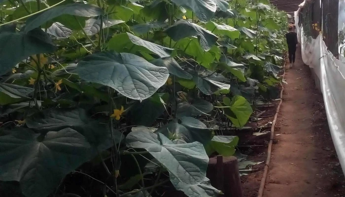 Piata En Gros De Legume Cernicari Prețuri - Romania