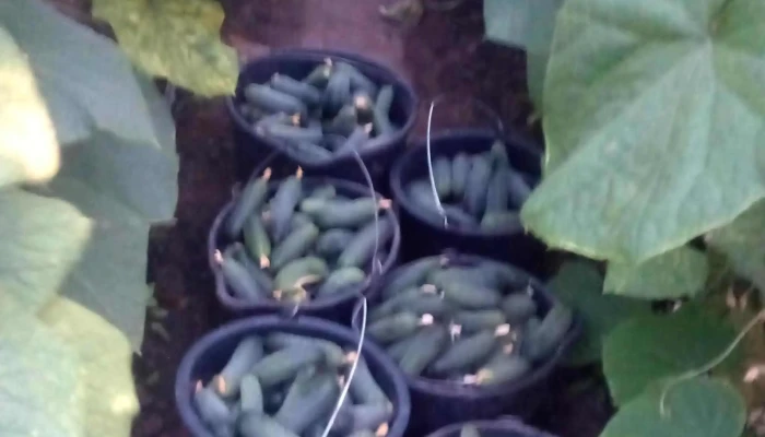 Piata En Gros De Legume Cernicari Romania - Romania