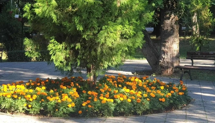 Primaria Orasului Bals Deschis Acum - Balș