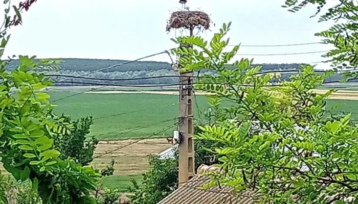 Primăria Ostrov - Ostrov