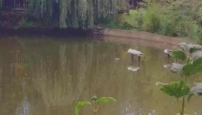 Păstrăvăria Runcu - Sănăteşti