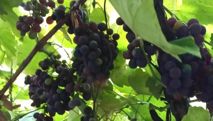 Radeni Aproape De Mine - Rădeni