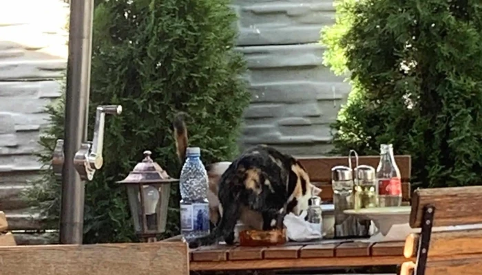 Restaurant Macelaru Număr - Segarcea