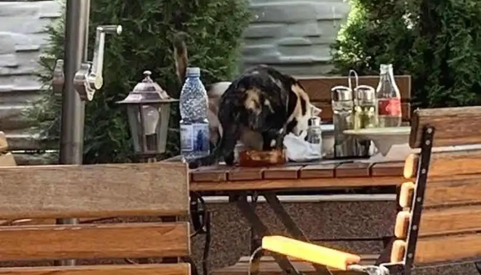 Restaurant Măcelaru' - Segarcea