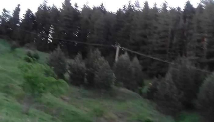 Rucareni Padure - Soveja