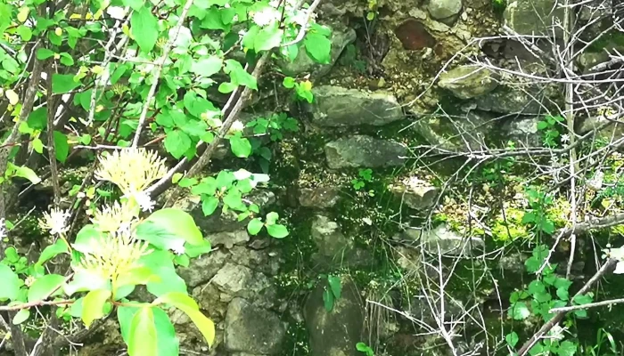 Ruinele Cetatii Menedic Număr - Vintilă Vodă