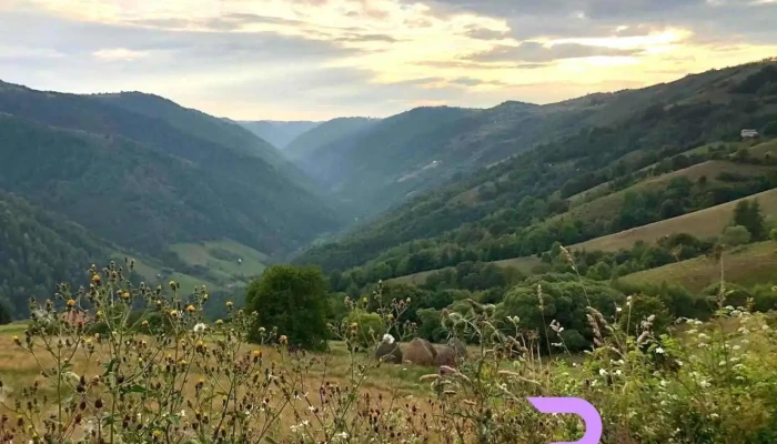 Răcătău - Măguri-Răcătău