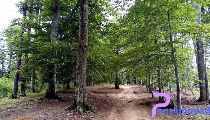 Sat Francesti Pestisani Gorj -  Videoclipuri - Frânceşti