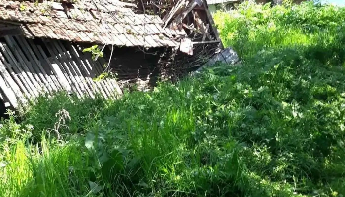 Sprancenata Adresă - Sprâncenata